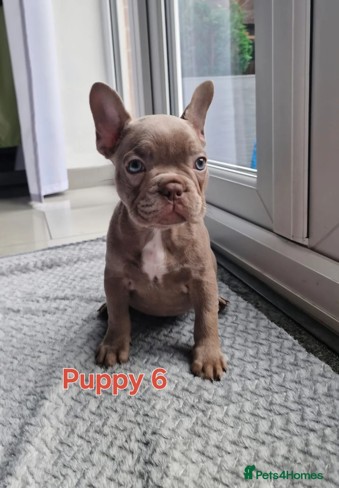 French Bulldog dogs for sale: Puppies  - Advert 3