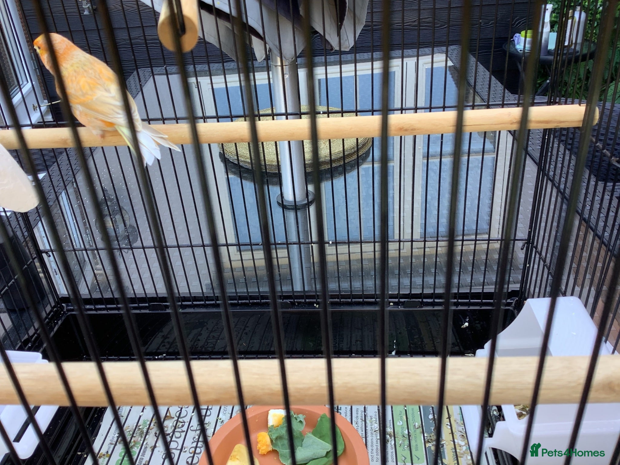 Canaries birds Golden mosaic canary  - Advert 14