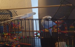 Budgerigars birds for sale: Beautiful budgies looking for a new home - Image 2