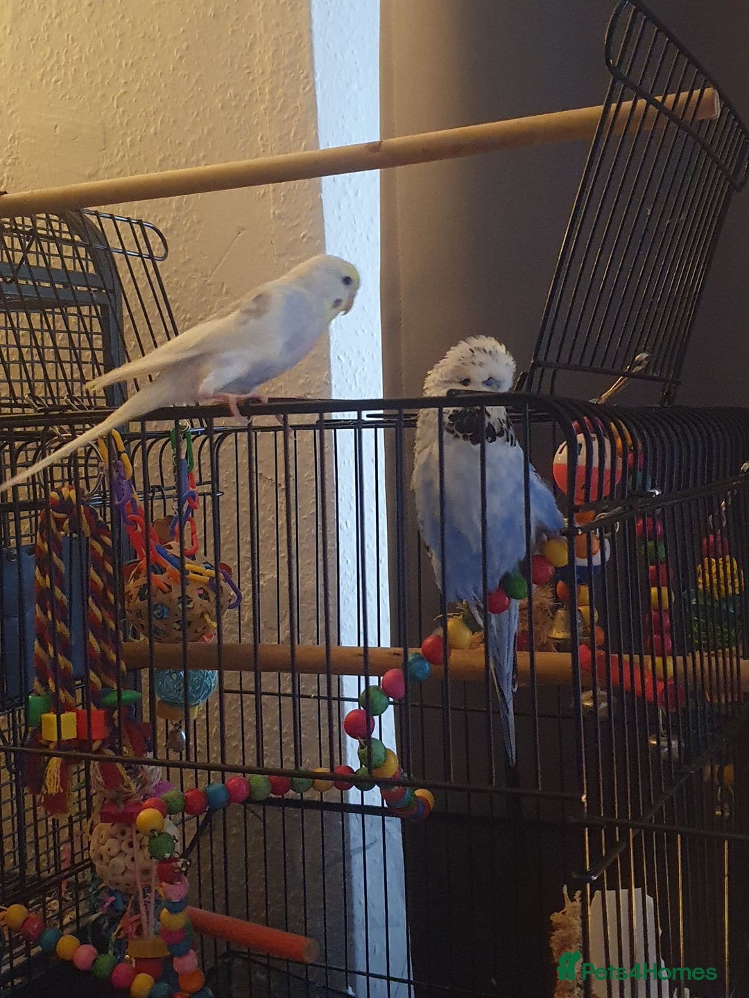 Budgerigars birds for sale: Beautiful budgies looking for a new home - Image 2