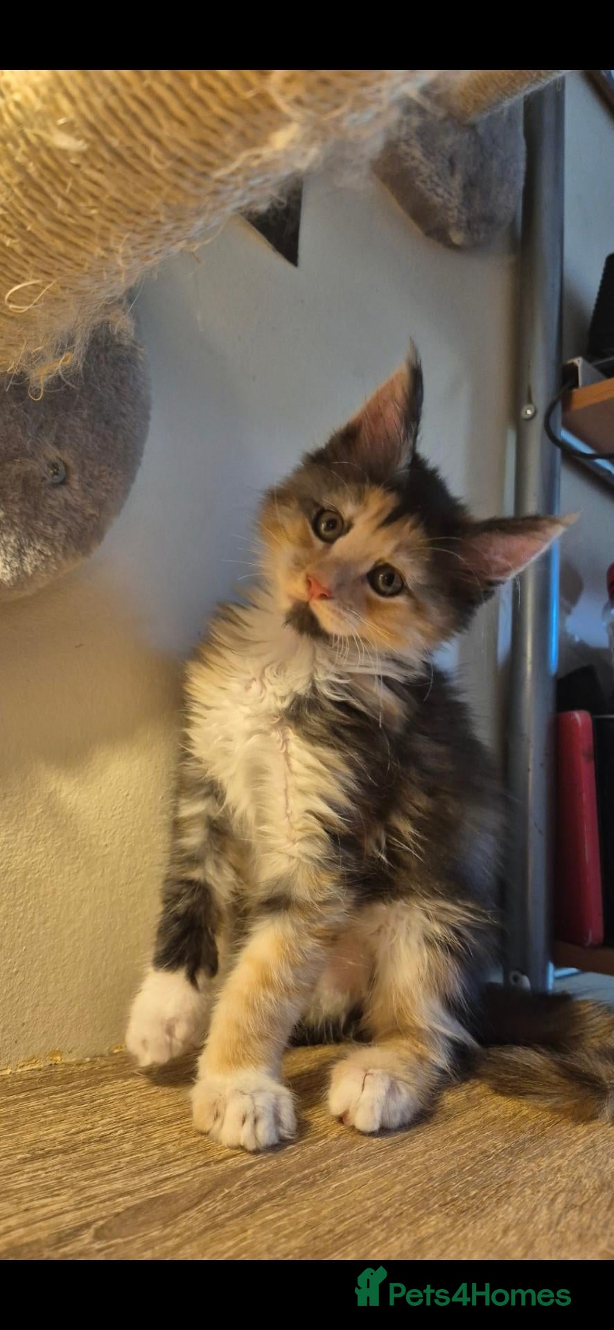 Maine Coon cats for sale: TICA Registered Maine Coons! - Advert 19