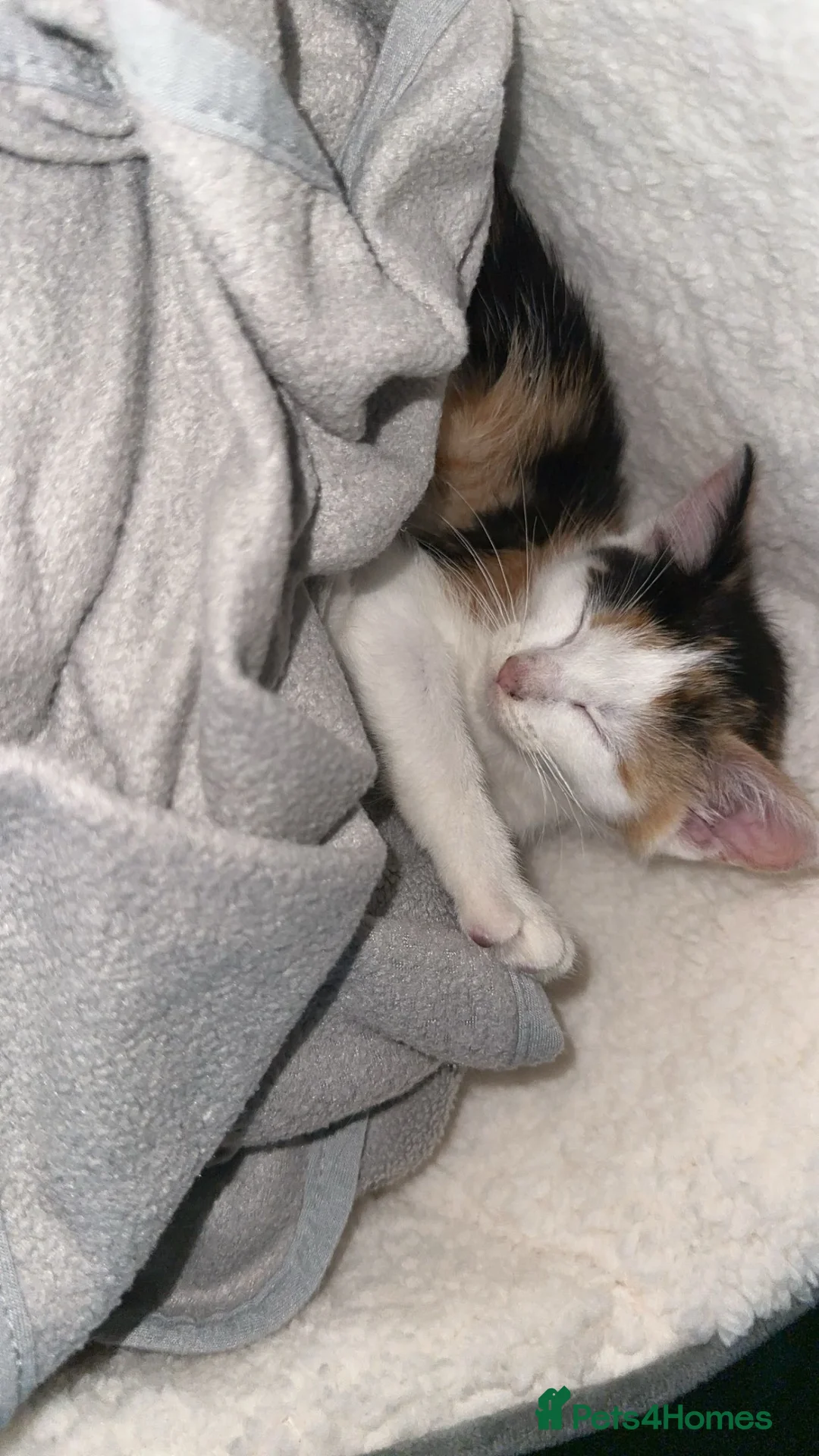 Mixed Breed cats for sale: Kittens for sale  in Rotherham - Advert 11