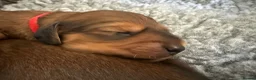 Miniature Dachshund dogs for sale: Show class mini longhair pups from Crufts winner  - Advert 5