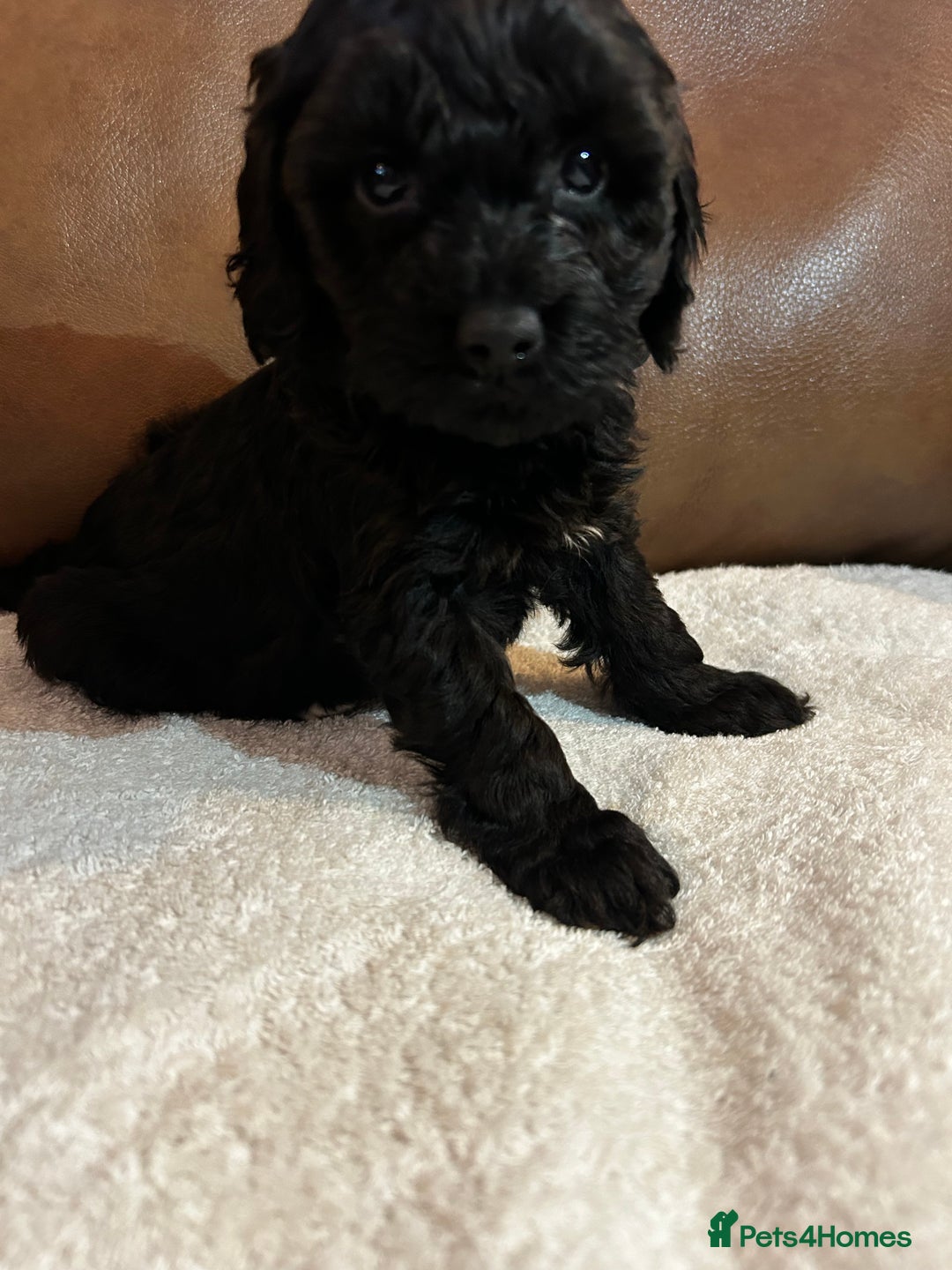 Cockapoo dogs for sale: Toy Cockapoo’s  - Advert 22