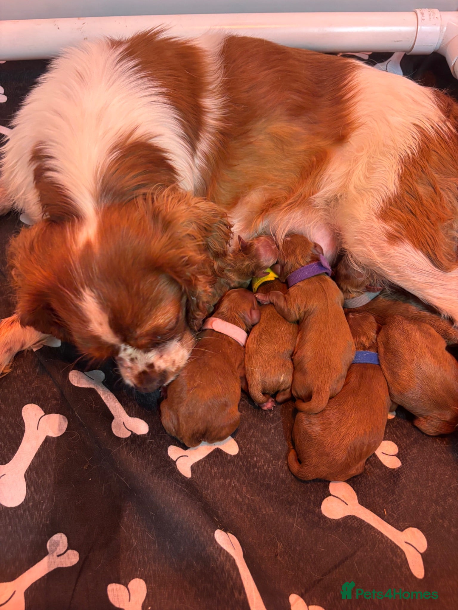 Cavapoo dogs Stunning F1 Cavapoo Pups - Advert 1