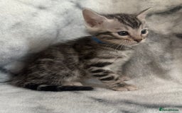 Bengal cats for sale: 🏡Gorgeous Bengal Kittens–Ready for Reservation 🐾 - Image 18