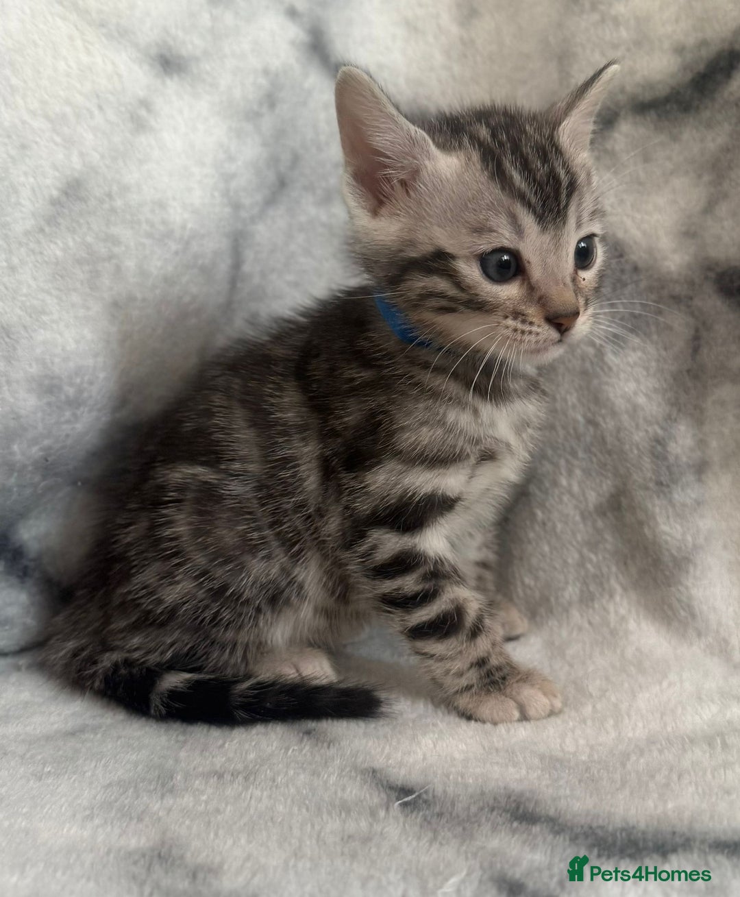 Bengal cats for sale: 🏡Gorgeous Bengal Kittens–Ready for Reservation 🐾 - Image 18