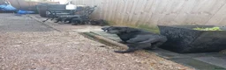 Labrador Retriever dogs for sale: Adorable KC Reg Labrador puppies  - Advert 5