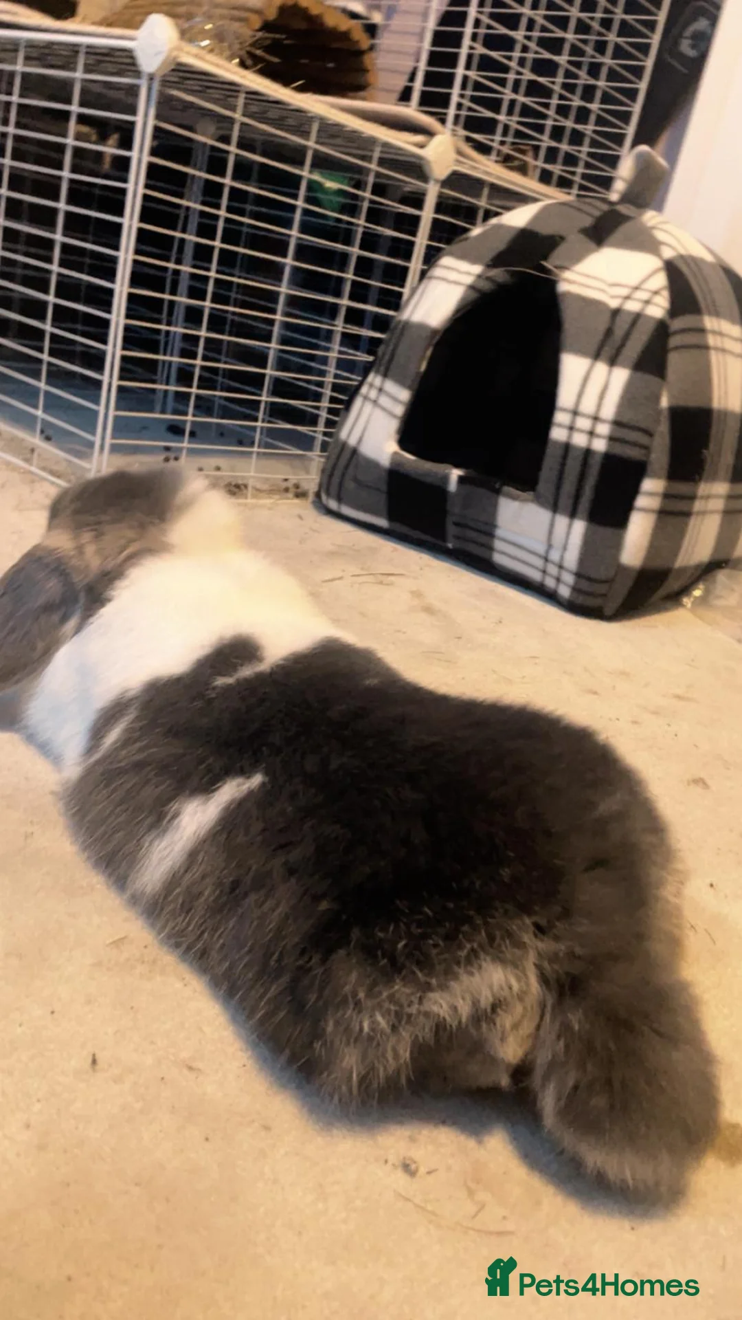 Dwarf Lop rabbits for sale: Mini  lop rabbit in Crewkerne - Advert 1