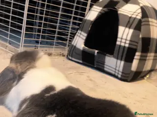 Dwarf Lop rabbits Mini lop rabbit - Advert 1