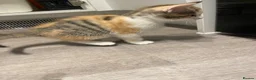 Mixed Breed cats for sale: Beautiful mixed American Kittens  - Advert 11