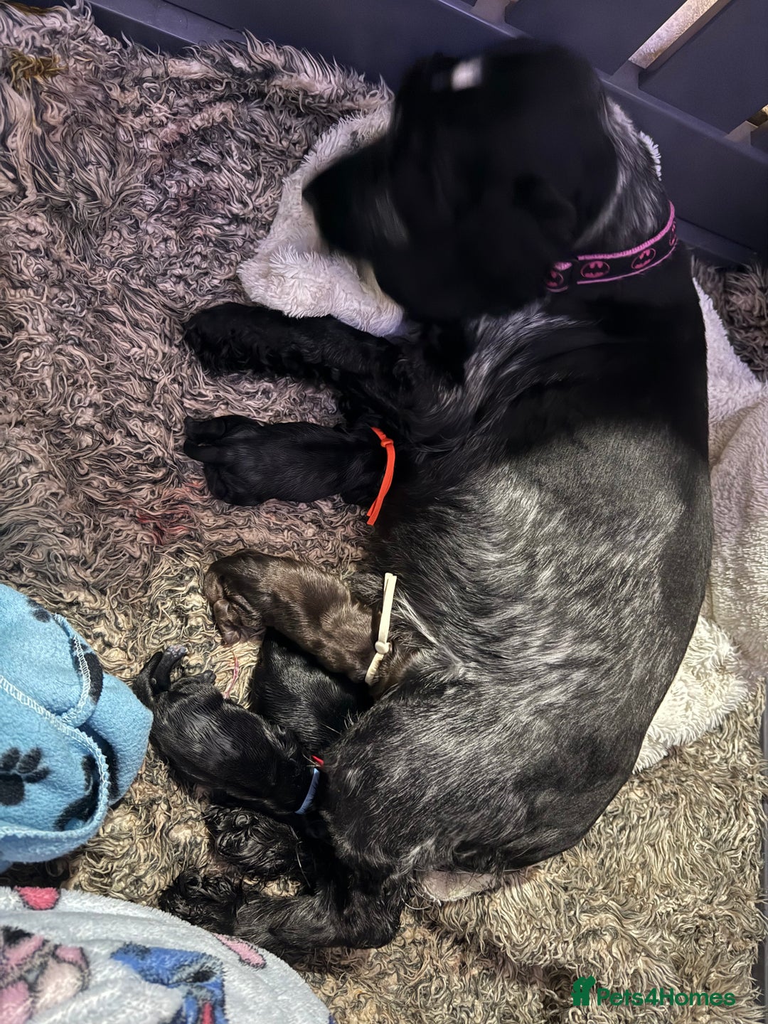 Cocker Spaniel dogs for sale: Show type cocker spaniel pups  - Advert 4