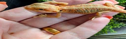 Bearded Dragon reptiles for sale: Hand tame in Pontypool - Advert 12