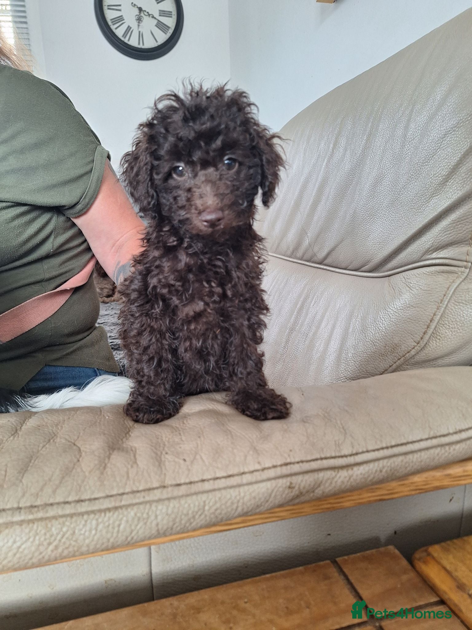 Toy Poodle dogs SUPERB TOY POODLES READY NOW - Advert 2