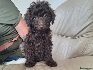 Toy Poodle dogs SUPERB TOY POODLES READY NOW - Advert 2