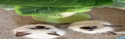 Ragdoll cats for sale: Ragdoll - Advert 4