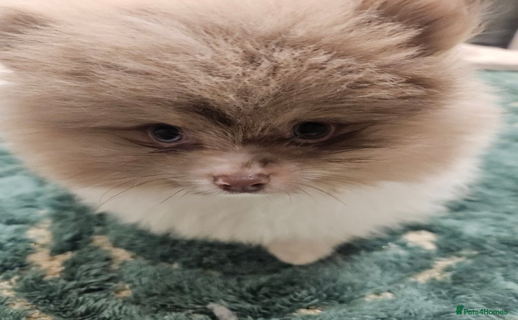 Pomeranian dogs - Advert 1