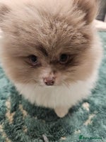 Pomeranian dogs - Advert 6