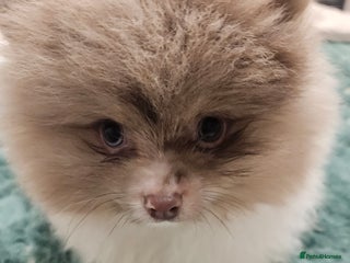 Pomeranian dogs - Advert 4