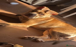Mixed Breed dogs for sale: Reggie  - Image 3