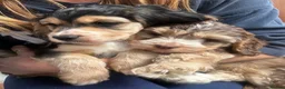 Cocker Spaniel dogs for stud: Show type cocker spaniel - Advert 3