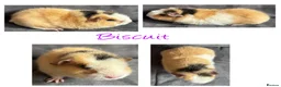 Guinea Pig rodents for sale: Baby Guineapigs x4 girls x2 boys- ready now - Advert 8
