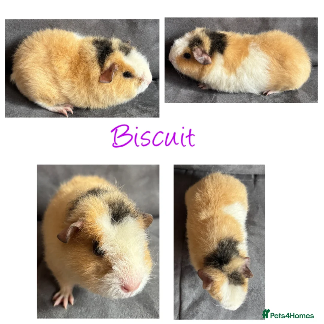 Guinea Pig rodents for sale: Baby Guineapigs x4 girls x2 boys- ready now - Advert 8