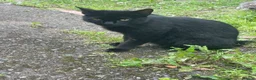 Mixed Breed cats for sale: Mother & Kitten in Leicester - Advert 1