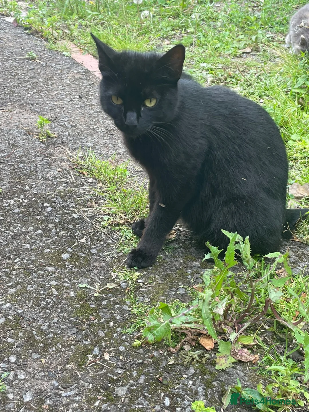 Mixed Breed cats for sale: Mother & Kitten in Leicester - Advert 1
