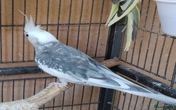 Cockatiels birds for sale: Cockatiels and Kakariki - Image 2