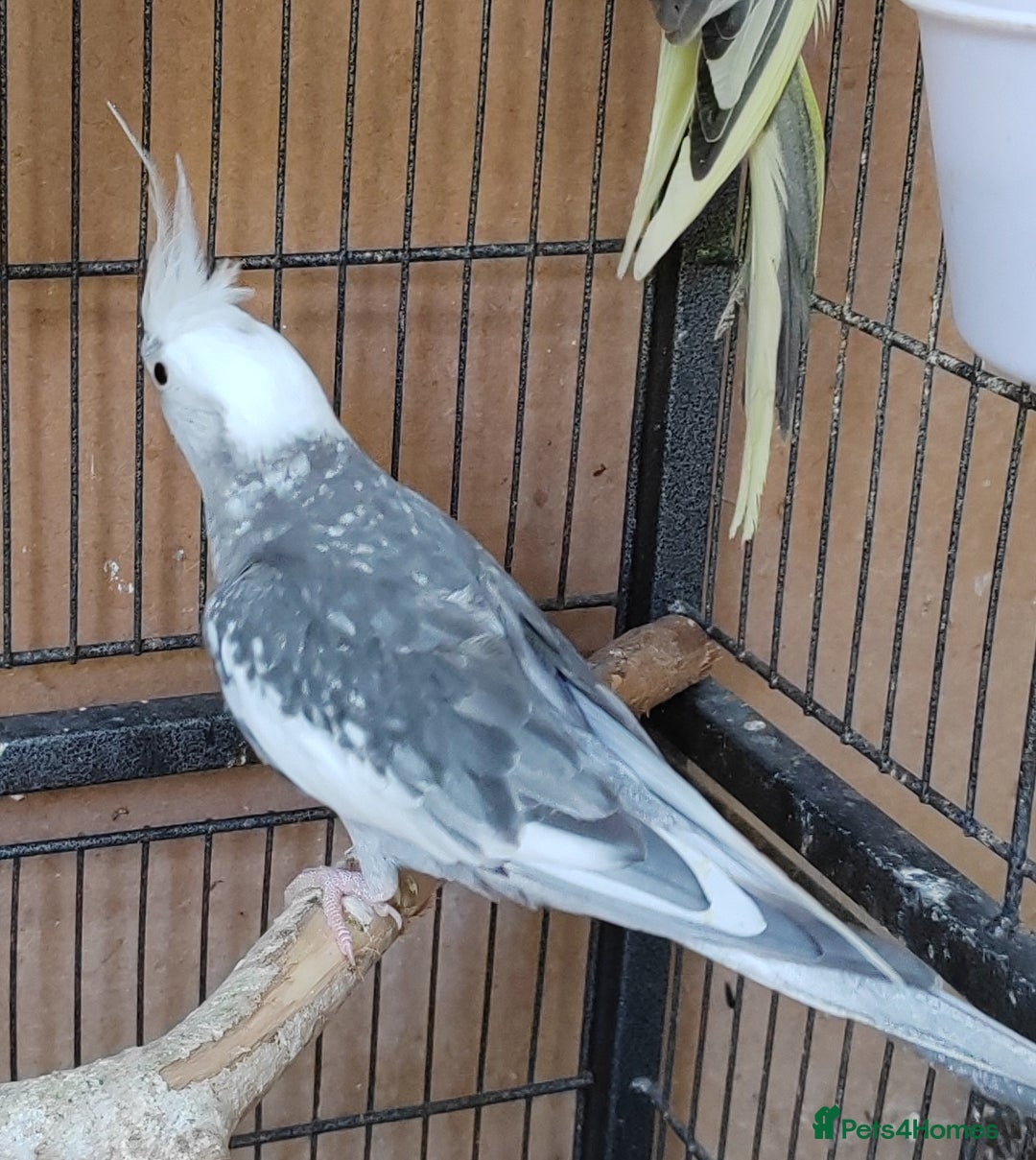 Cockatiels birds for sale: Cockatiels and Kakariki - Image 2