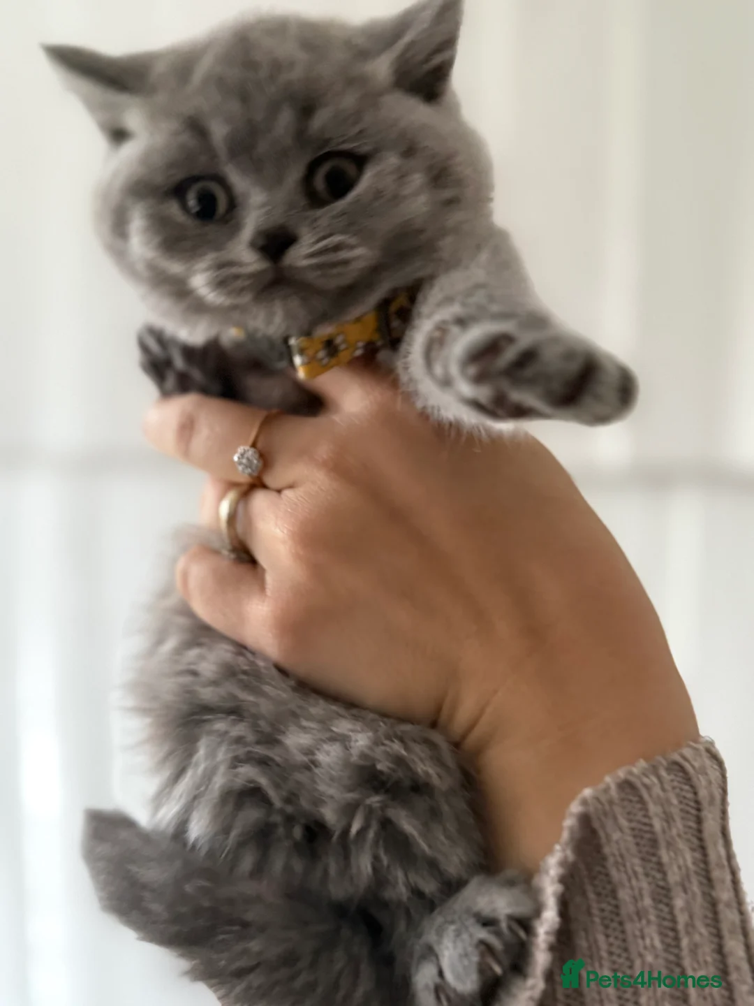 British Shorthair cats for sale: 2 British shorhair girls available  - Advert 15