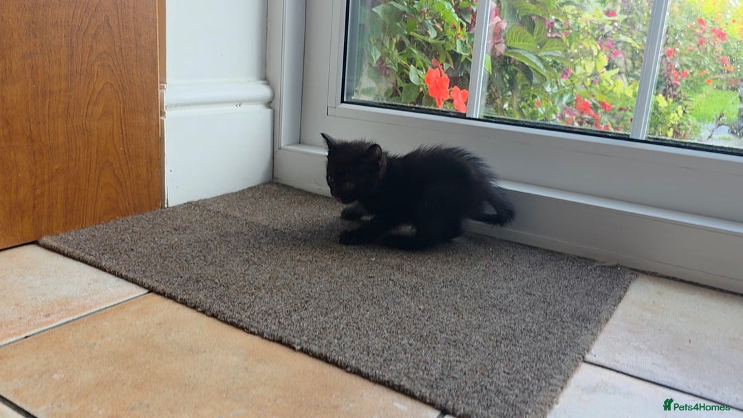 Mixed Breed cats for sale: 5 Adorable Kittens Ready for New Homes 🐾 - Image 9
