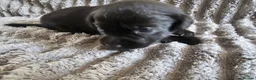 Labrador Retriever dogs for sale: Labrador Puppies - Advert 18