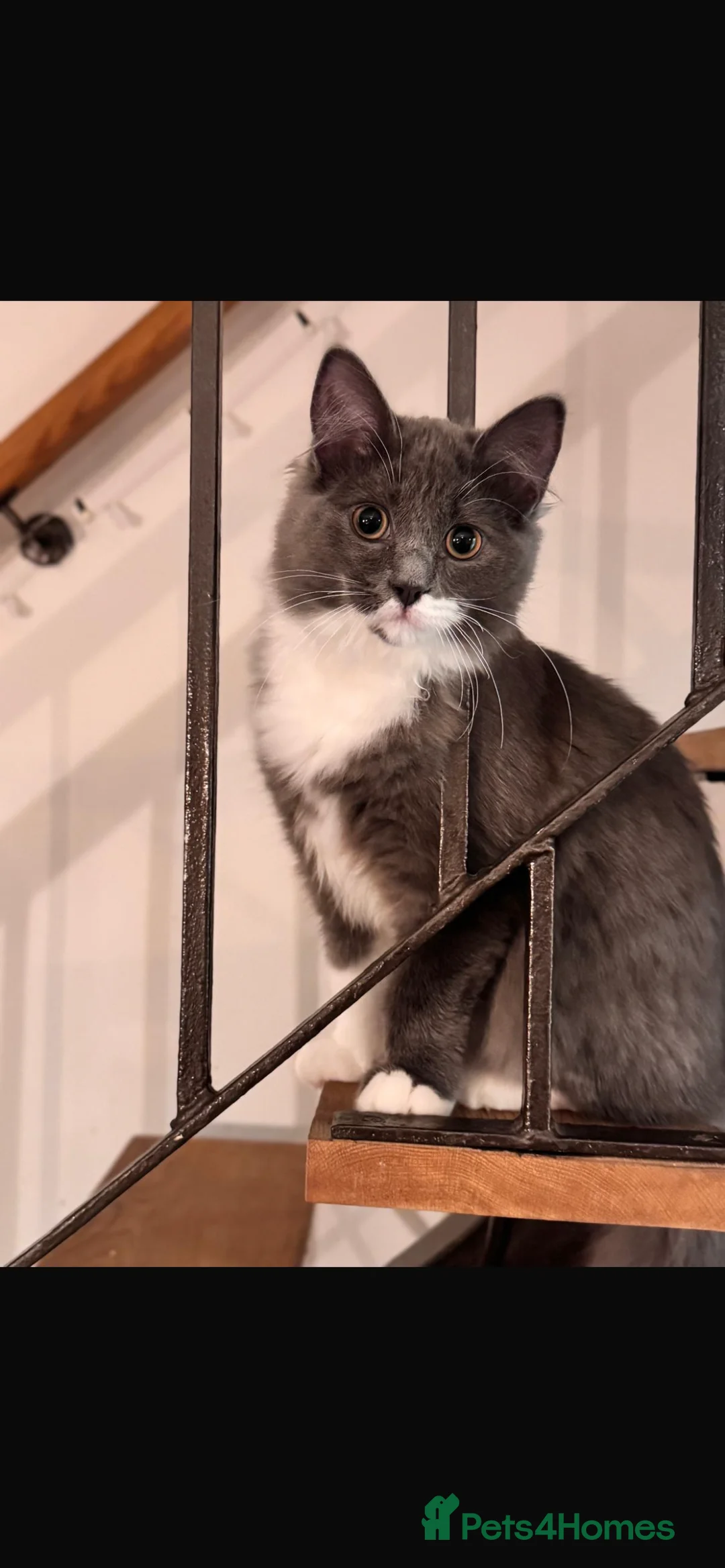 Mixed Breed cats for sale: £20 Neutered Male Cat- Needs Home by Friday - Advert 4