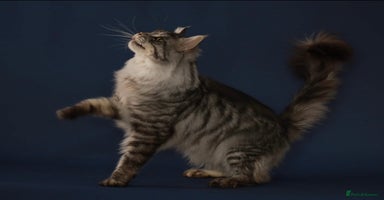Maine Coon cats - Advert 16