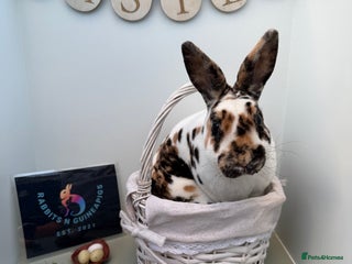 Rex rabbits - Advert 2