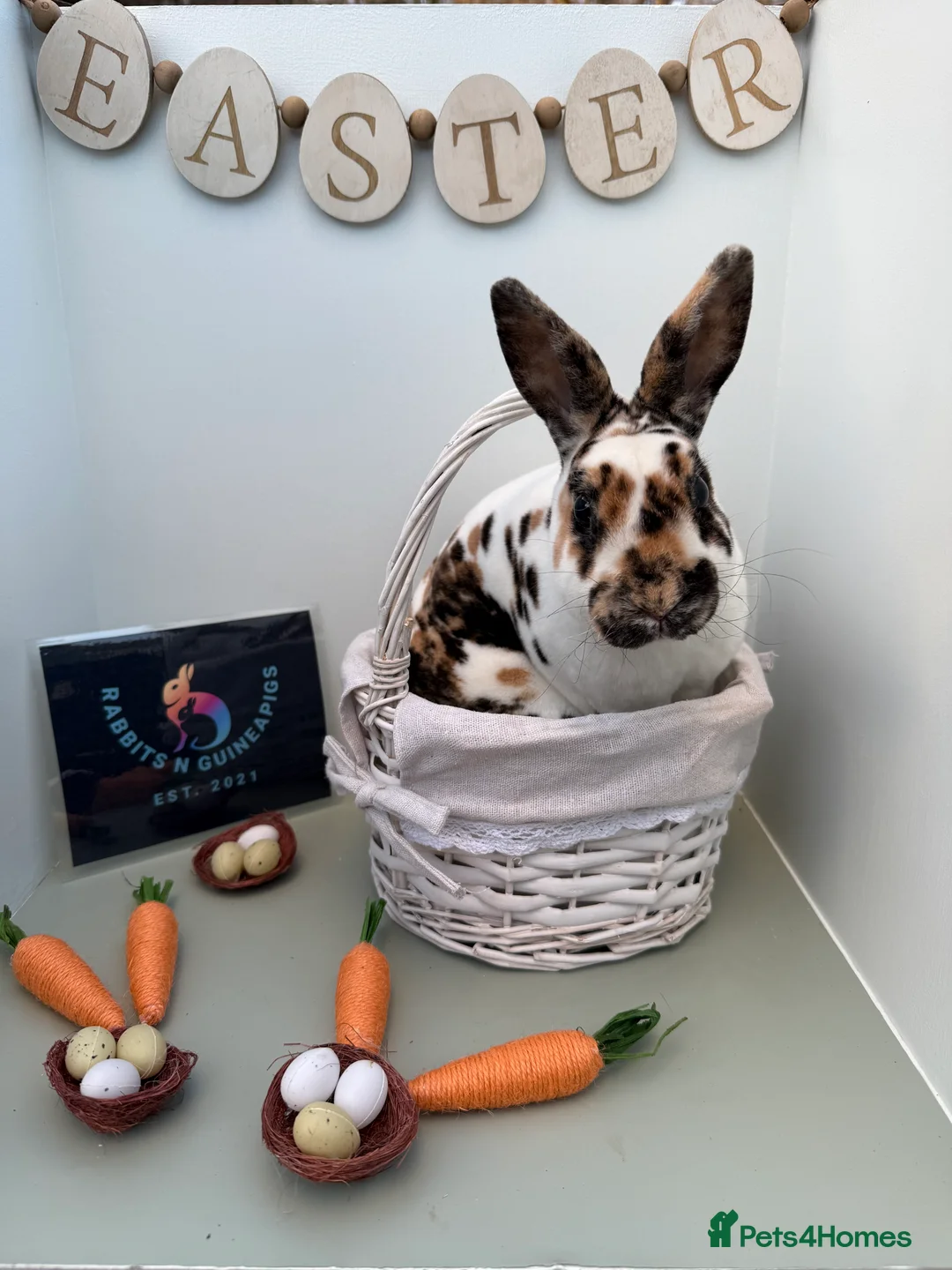 Rex rabbits for sale: Mini Rex's  - Advert 1