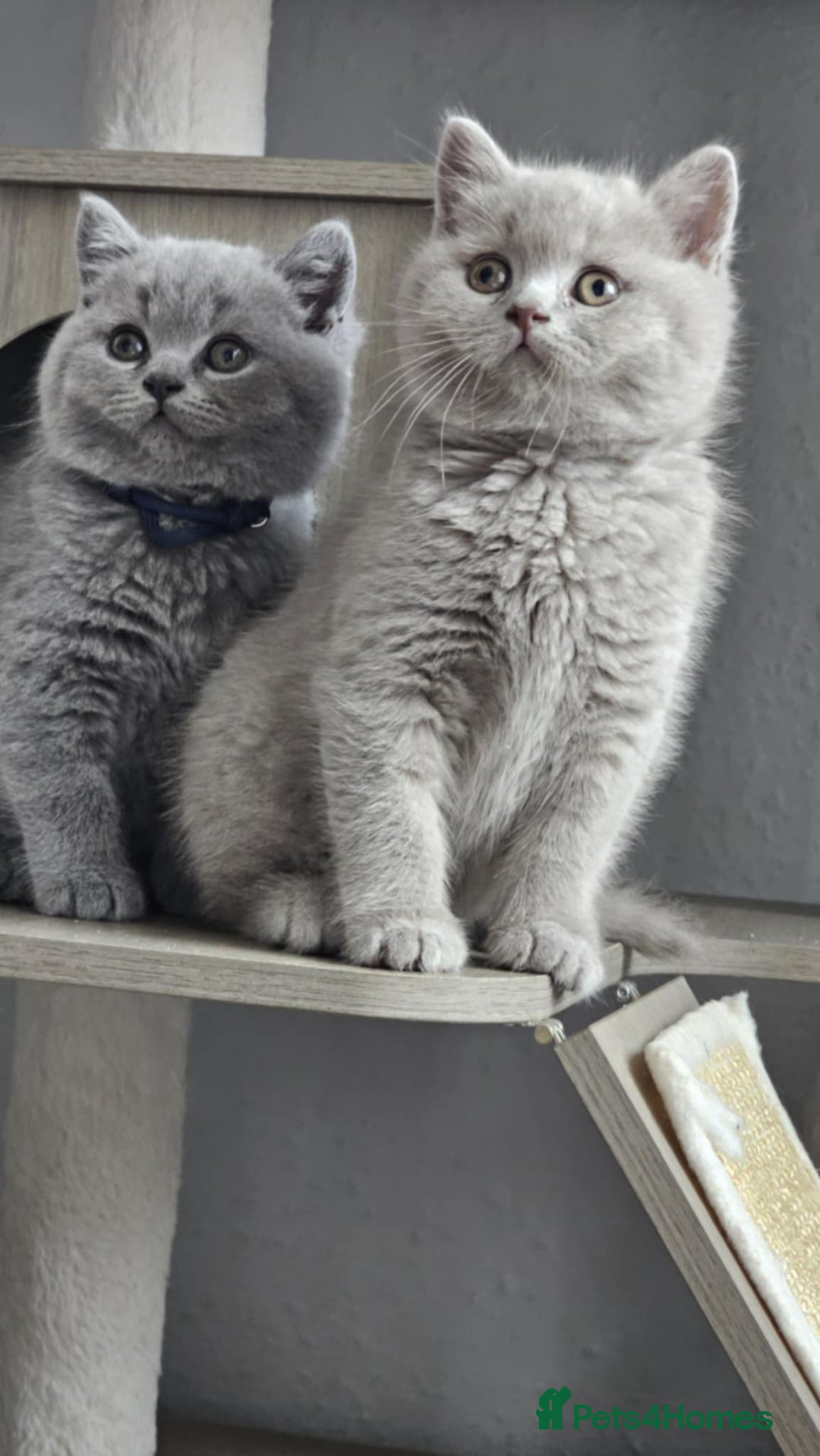 British Longhair cats for sale: GCCF Longhair Show Quality Champion! - Image 9