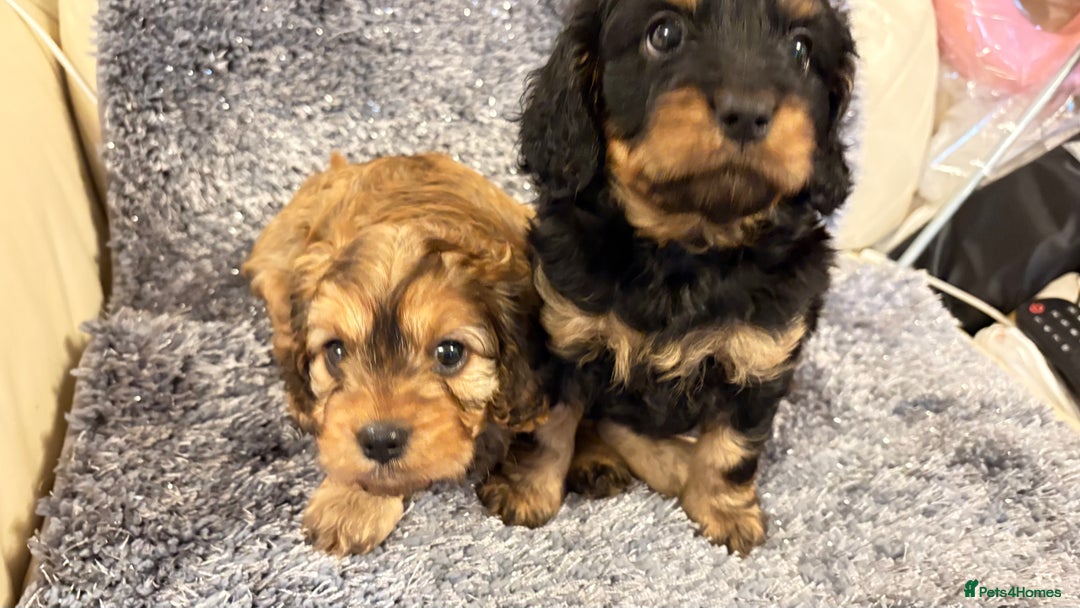 Cavapoo dogs for sale: Gorgeous phantom puppies - Image 11