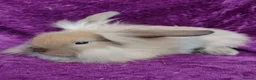Mini Lion Lop rabbits for sale: Mini lion head lop  - Advert 4