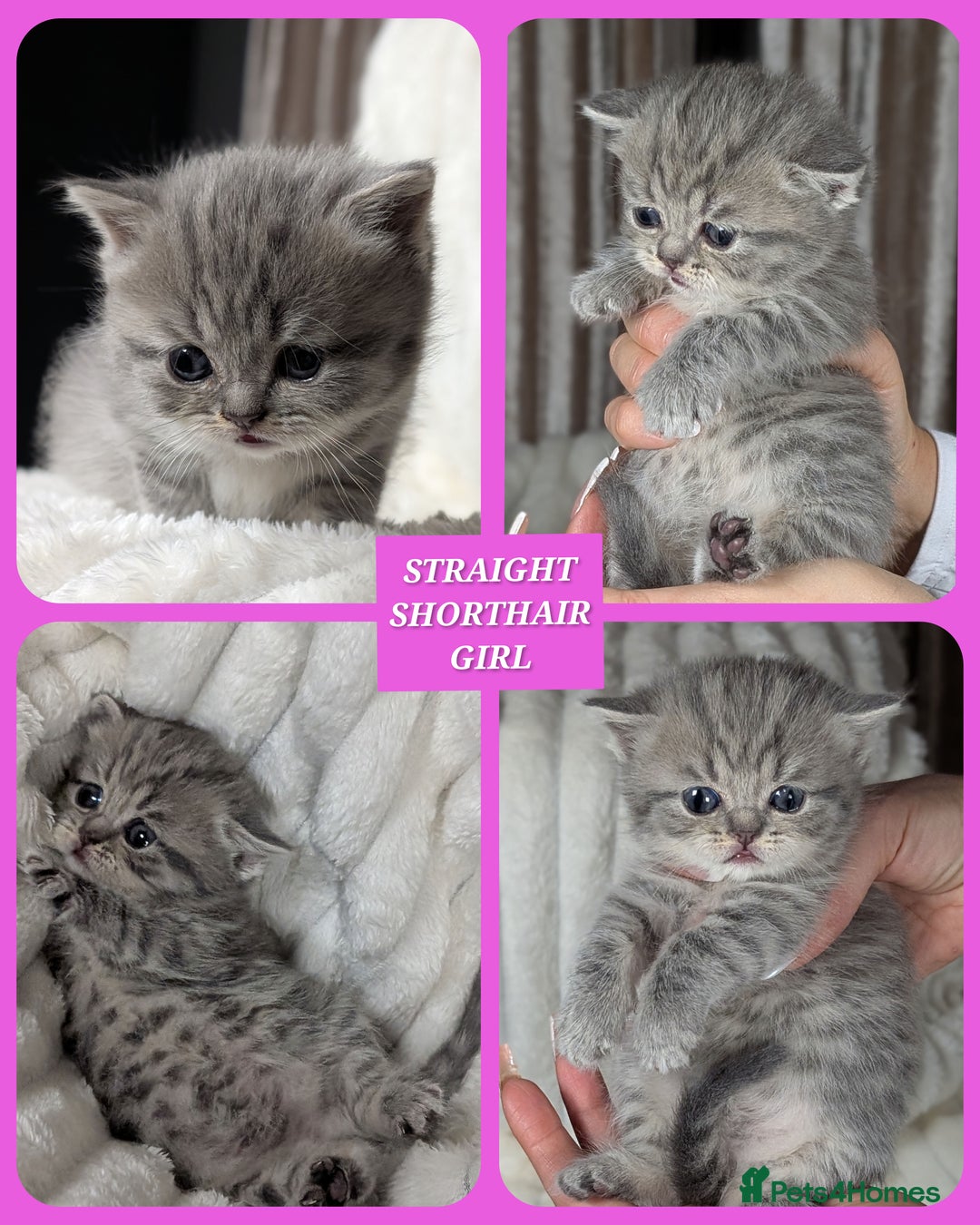 Scottish Fold cats for sale: 🐾TICA red ❣️SCOTTISH Fold•Straight - Advert 4