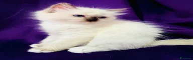 Ragdoll 1