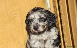 Cockapoo dogs for sale: F1 Cockapoo puppies for sale - Advert 10