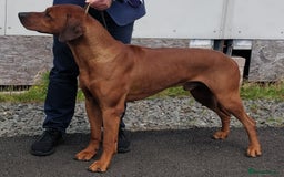 Rhodesian Ridgeback dogs for sale: Rhodesian Ridgeback Puppies - Image 4
