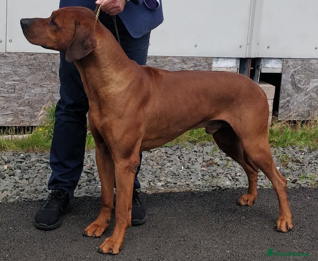 Rhodesian Ridgeback dogs for sale: Rhodesian Ridgeback Puppies - Image 4