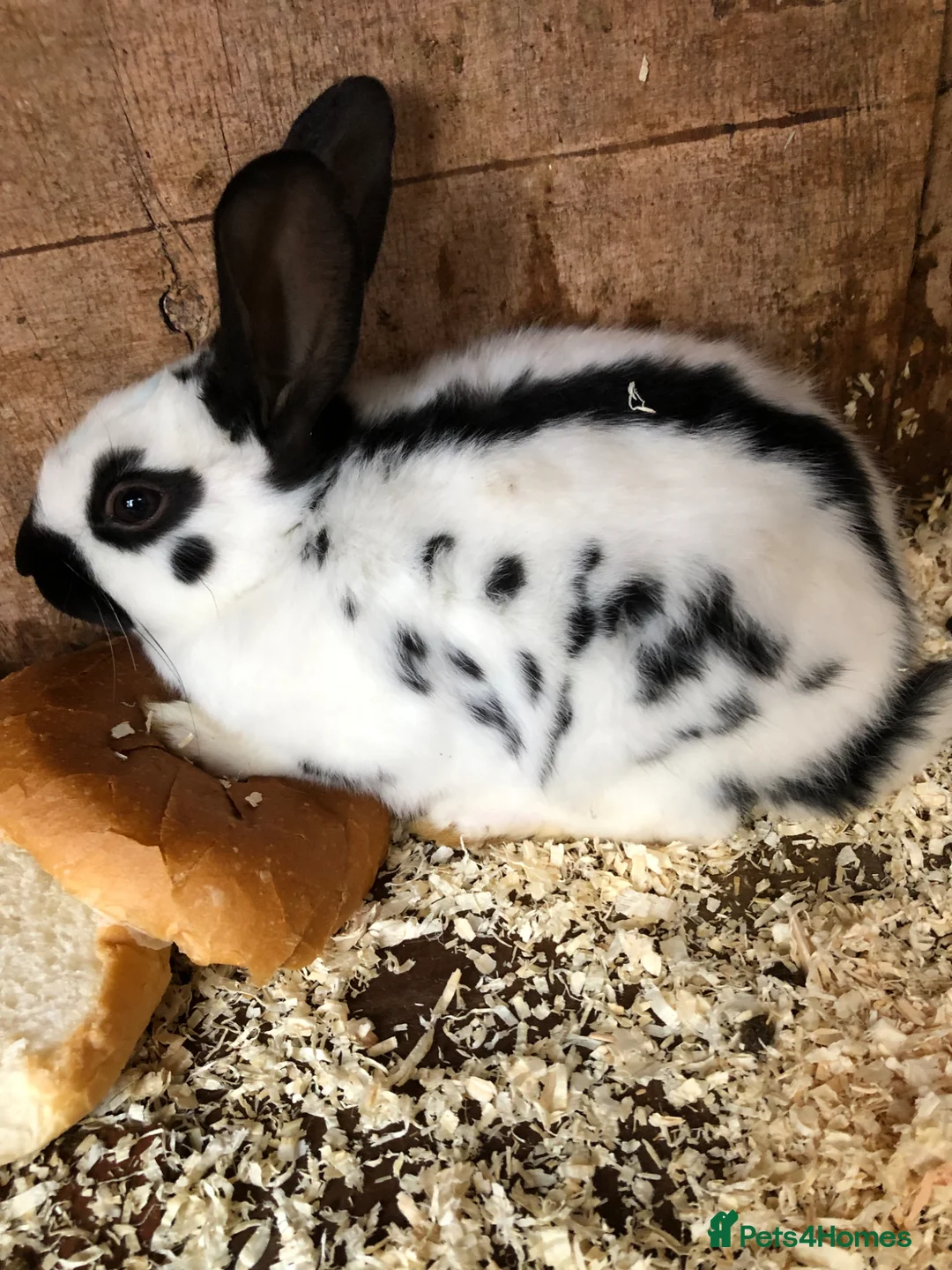 English Spot rabbits for sale: English spot rabbits  - Advert 2