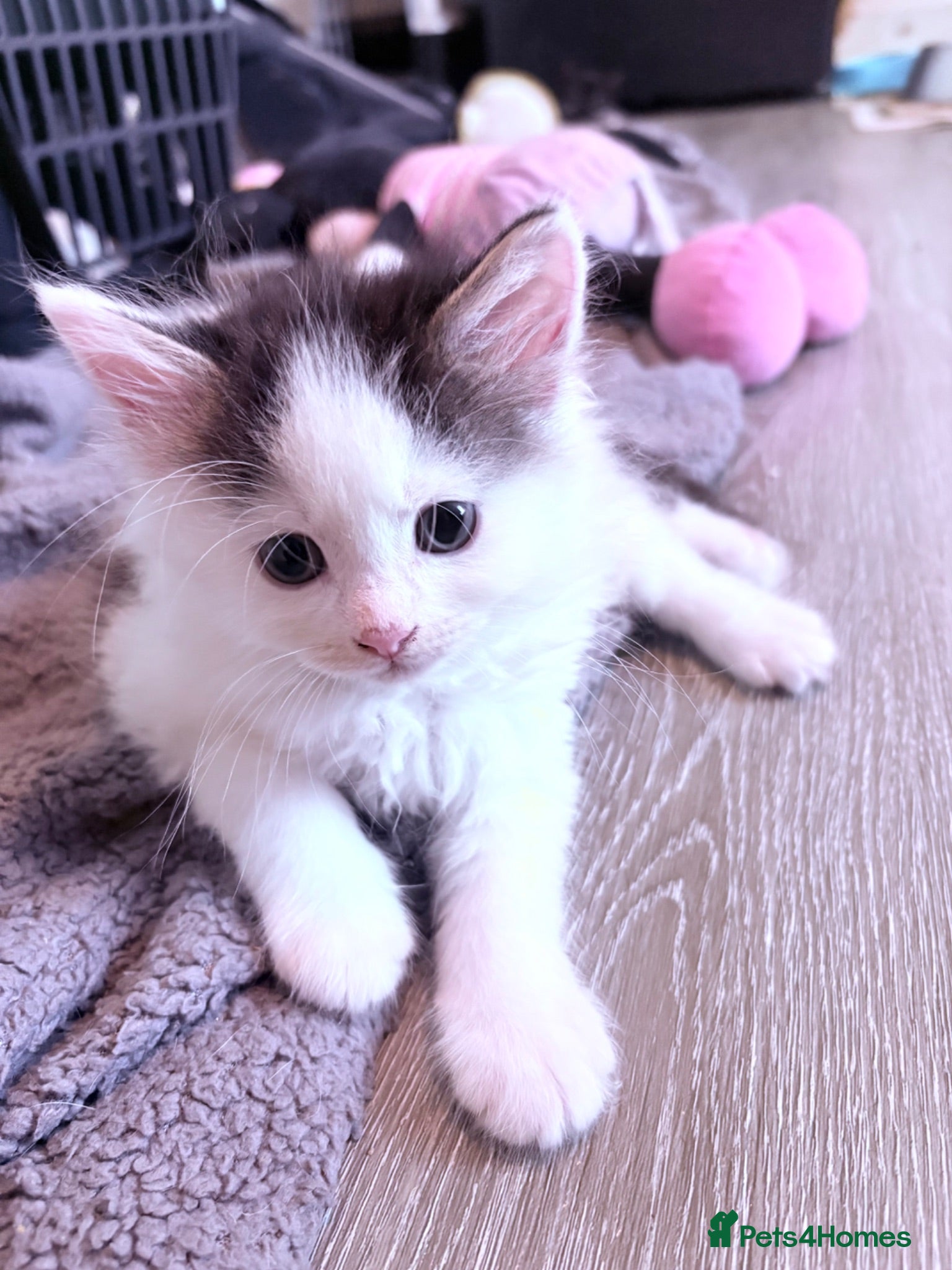 Mixed Breed cats Male & Female kittens available now - Advert 7