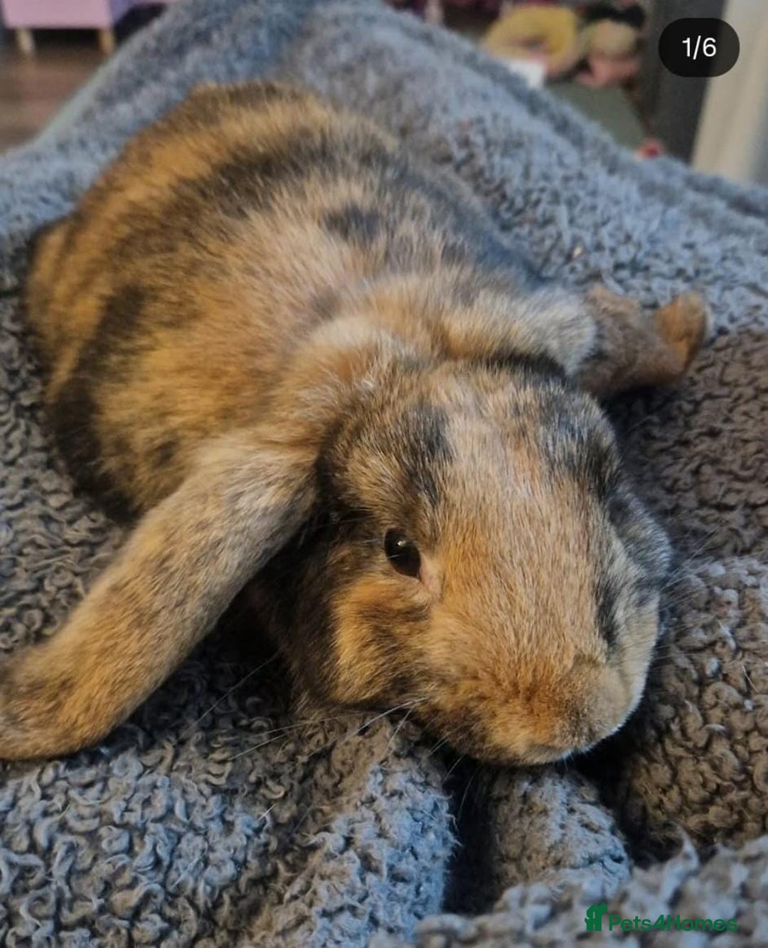 Mixed Breed rabbits for sale: Doc and luna  - Advert 6