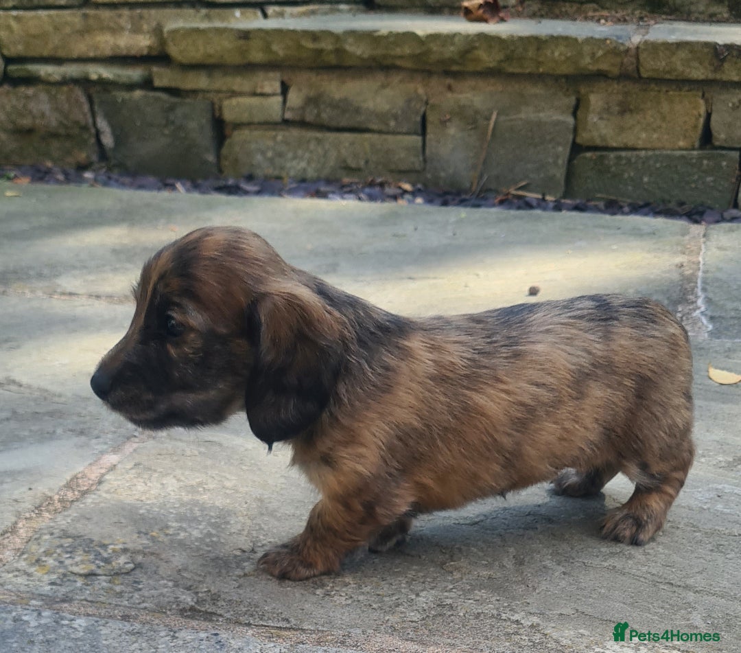 Miniature Dachshund dogs for sale: Miniature Longhaired Dachshund Puppies  - Image 12